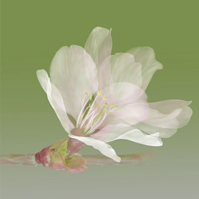 エゾヤマザクラ