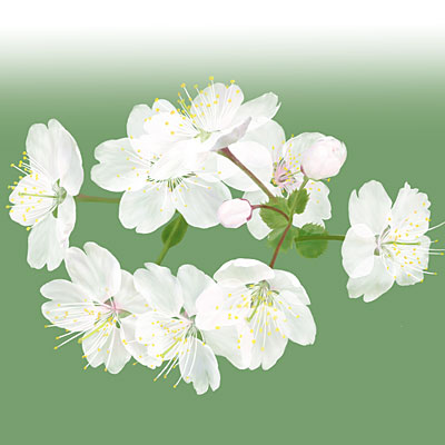 白い桜