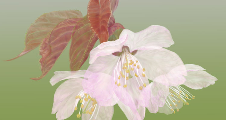 桜バックグリーン