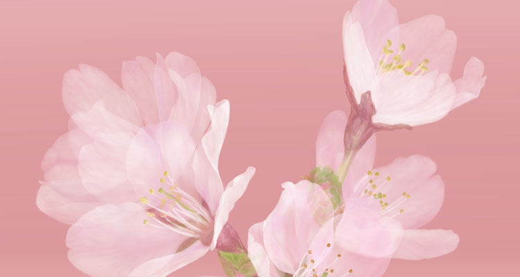 桜バックピンク