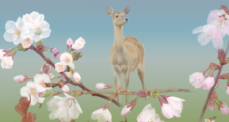 桜と鹿